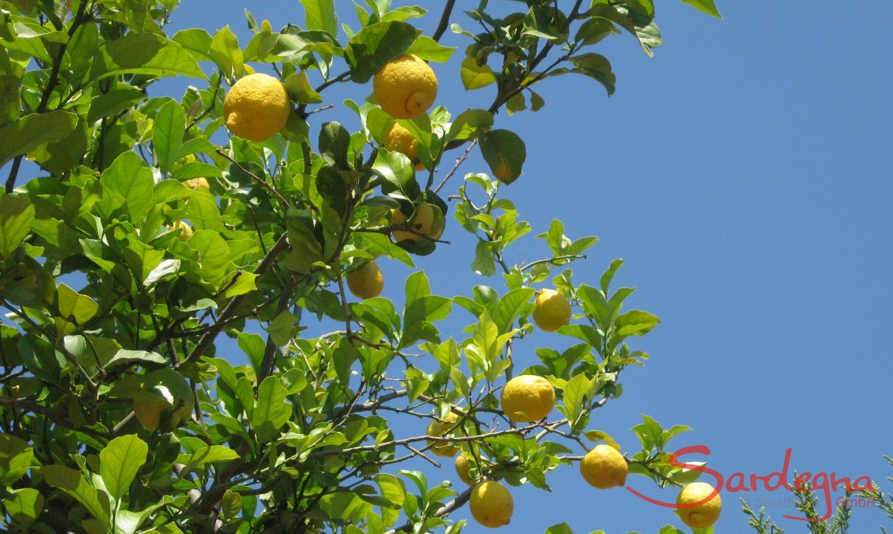 Il limone acanto alla terrazza