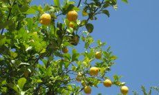 Il limone acanto alla terrazza